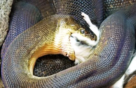 Movement Scene of Macklot's Python Attack Prey 写真素材