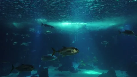 Movement of school of fish underwater Stock Footage 134835967