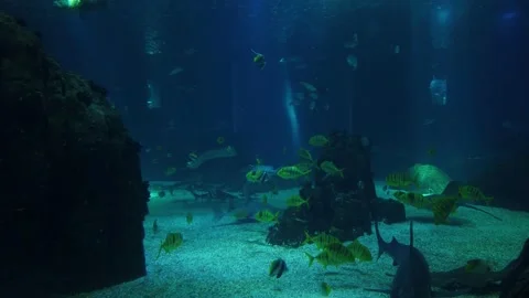 Movement of school of fish underwater Stock Footage 134835992