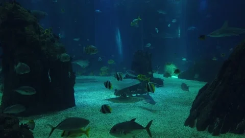 Movement of school of fish underwater Stock Footage 134836033