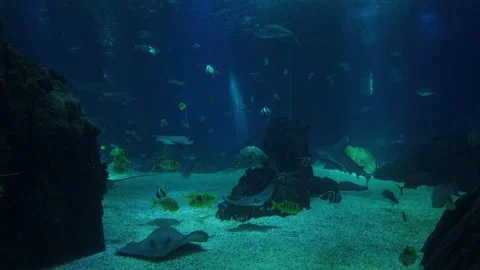 Movement of  school of fish underwater Stock Footage 134836039