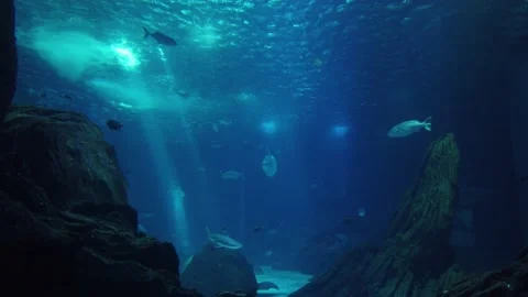 Movement of  school of fish underwater Stock Footage 134836065