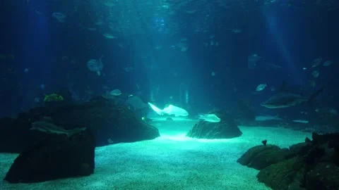 Movement of  school of fish underwater Stock Footage 134836071