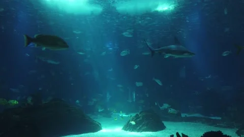 Movement of  school of fish underwater Stock Footage 134836100
