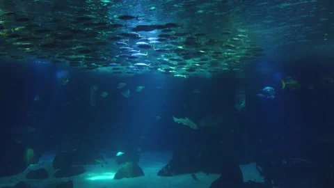 Movement of  school of fish underwater. Stock Footage 134836213