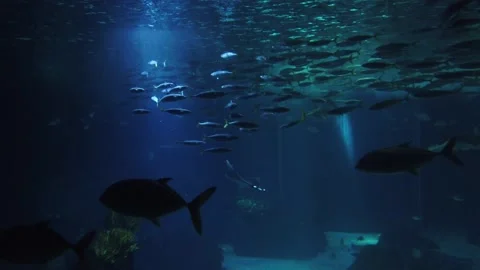 Movement of  school of fish underwater. Stock Footage 134836504