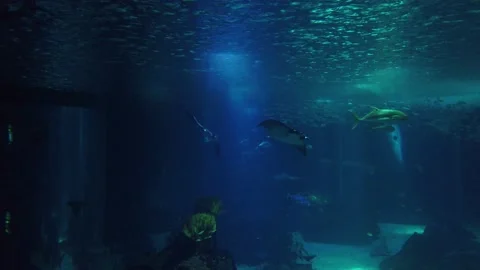 Movement of  school of fish underwater. Stock Footage 134836526