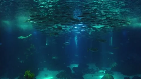 Movement of  school of fish underwater. Stock Footage 134836587