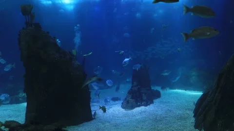 Movement of  school of fish underwater. Group fish of multiple species Stock Footage 148411209