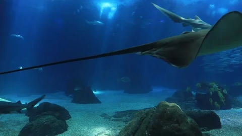 Movement of  school of fish underwater. Group fish of multiple species Stock Footage 148411225