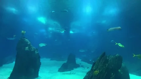 Movement of school of fish underwater. Group fish of multiple species Stock Footage 304732300