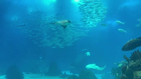 Movement of school of fish underwater. Group fish of multiple species Stock Footage 304732309