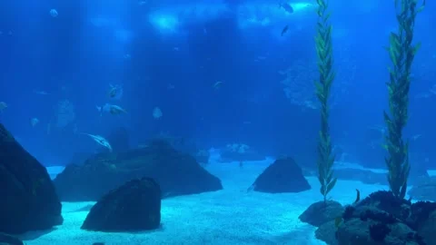 Movement of school of fish underwater. Group fish of multiple species Stock Footage 304732323