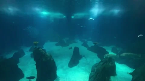 Movement of school of fish underwater. Group fish of multiple species Stock Footage 304732340