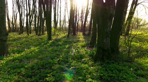  Movement of shadows in spring wood. 4K Time lapse, RAW output. Stockbeeldmateriaal 63430739