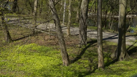 Movement of shadows from trees during the day Stock-Footage 91022395