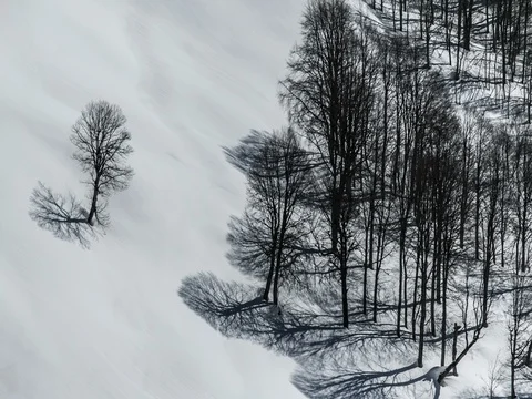 Movement of the shadows of the trees on the snow. Winter landscape Stock-Footage 83688448
