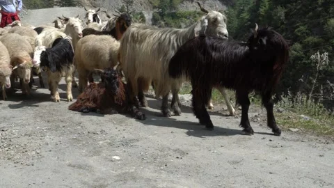 Movement of shepherd's herds Stock Footage 162160480