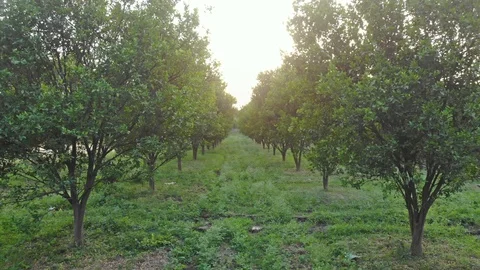 Movement shot of rows of orange trees in Indian orange cultivation, India Stock Footage 109244804