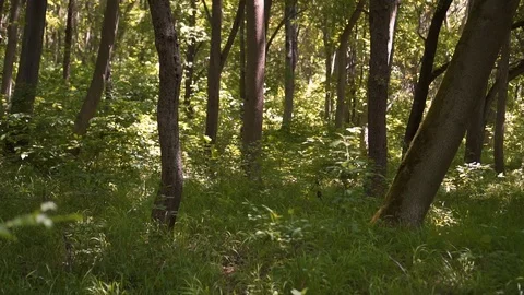 Movement sideways, green forest in summer, day Stock Footage 109927882