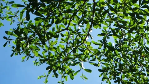 Movement silhouette of branches plant against the blue sky in sunlight Stock Footage 314559612