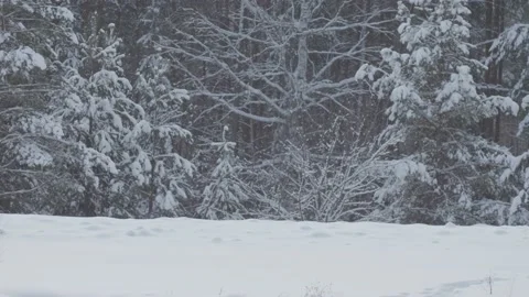 The movement of the skier from left to right on the background of a winter sn Stock Footage 157276656