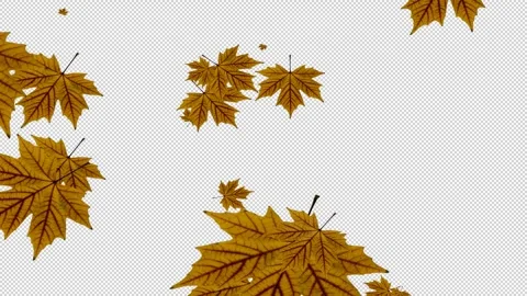 Movement of small and large plantain leaves scattered on a transparent backgroun Stockbeeldmateriaal 321009814