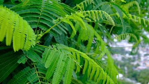Movement of small green leaves when the wind is coming, Natural feeling. Stock Footage 111498252