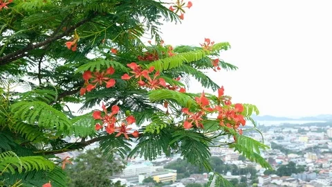 Movement of small green leaves when the wind is coming, Natural feeling. Stock Footage 111498290