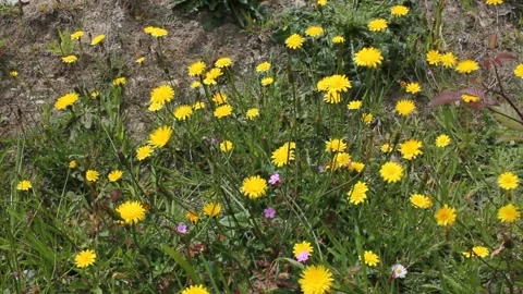 The movement of small yellow flowers Stock Footage 255210454