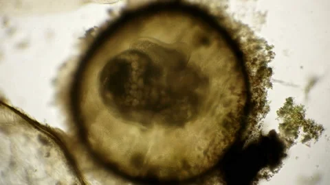 Movement of the snail embryo in the egg, under a microscope Stock Footage 92706458
