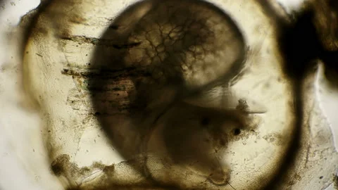 Movement of the snail embryo in the egg, under a microscope Stock Footage 92707766