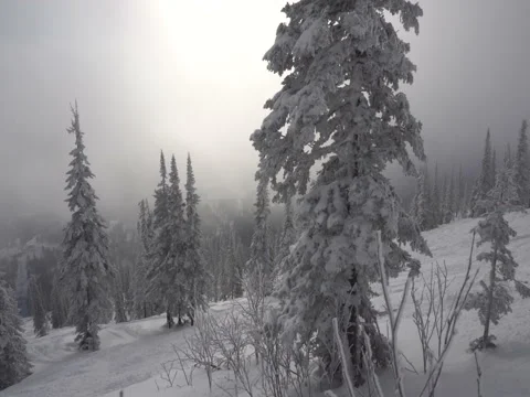 Movement of the snow-covered trees in the mountains Stock Footage 70926311
