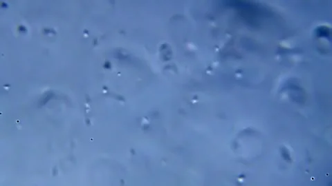 Movement of sperm in the semen fluid under microscope on white background Vidéo 330883253