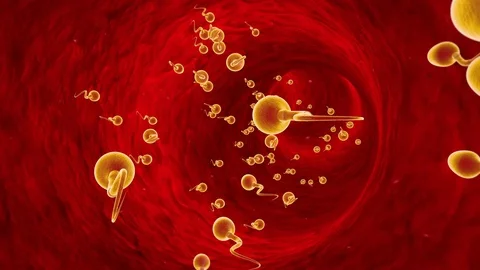 Movement of spermatozoa through the fallopian tubes. Sperm, fertilization Stock Footage 75389777