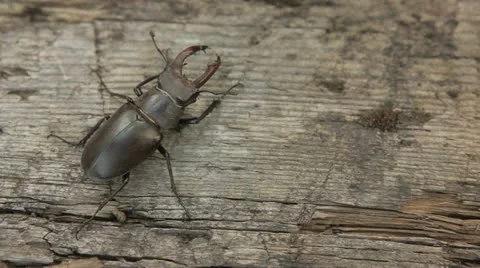 Movement of stag beetle in different directions 스톡 동영상 10925803