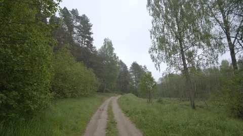 Movement from the steadicam on the road in the forest. Green trees, grass, river Stock Footage 132506532