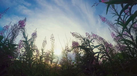Movement Of The Sun In The Grass Stock Footage 64832722
