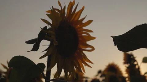 Movement, sunflowers 스톡 동영상 52608597
