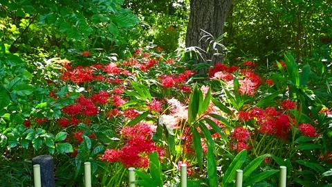 Movement of sunlight and shadow on blooming Red Spider Lily flowers Stock Footage 318389076