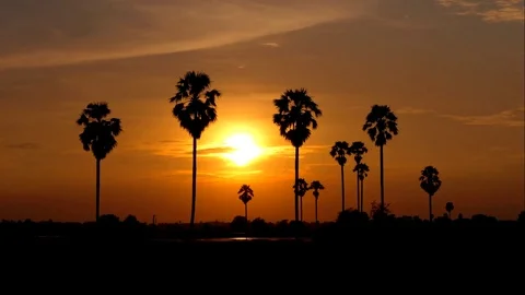 Movement of sunset and palm trees. Stock Footage 82405471