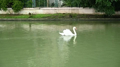 Movement of swans and cubs Stock Footage 163338652