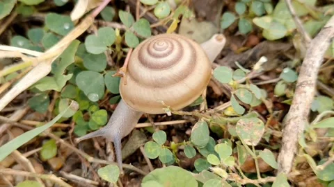 Movement of terrestrial snail - Movement of Small snail -HD(4k) Stock Footage 222024777