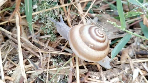 Movement of terrestrial snail - Movement of Small snail -HD(4k) Video stock 222025096