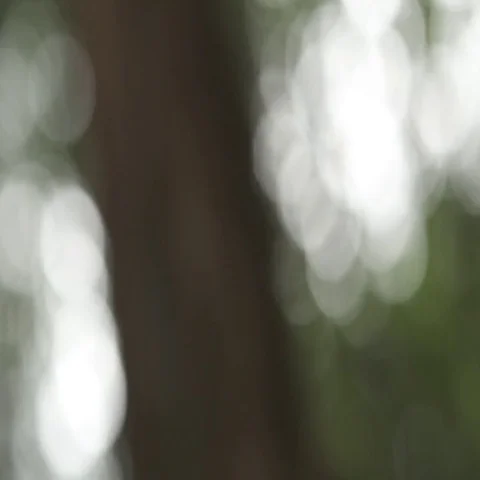 Movement through bokeh forest Video stock 69454743