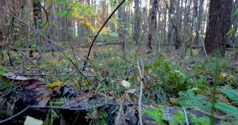 Movement through the branches in the forest, lower angle Stock Footage 221672577