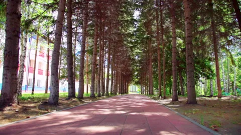 Movement through a coniferous forest along a sunny alley Stock Footage 207677171