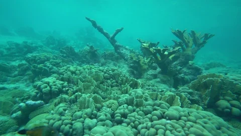 Movement through the coral reef Stock Footage 75248316
