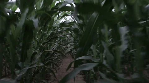 Movement through a corn field Stock Footage 49018753