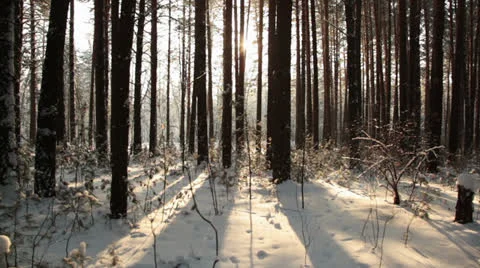 Movement through the dark forest to meet the sun Stock Footage 23511807